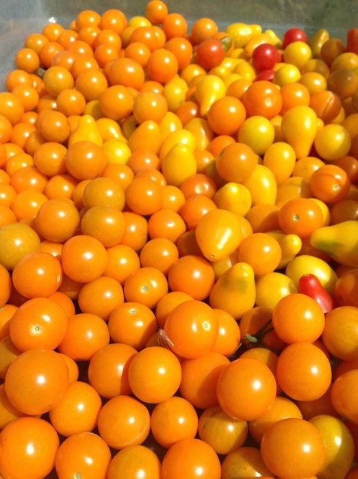 orange Tomatoes crop