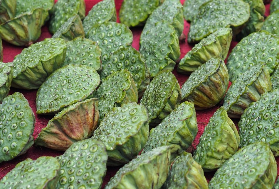green lotus harvest