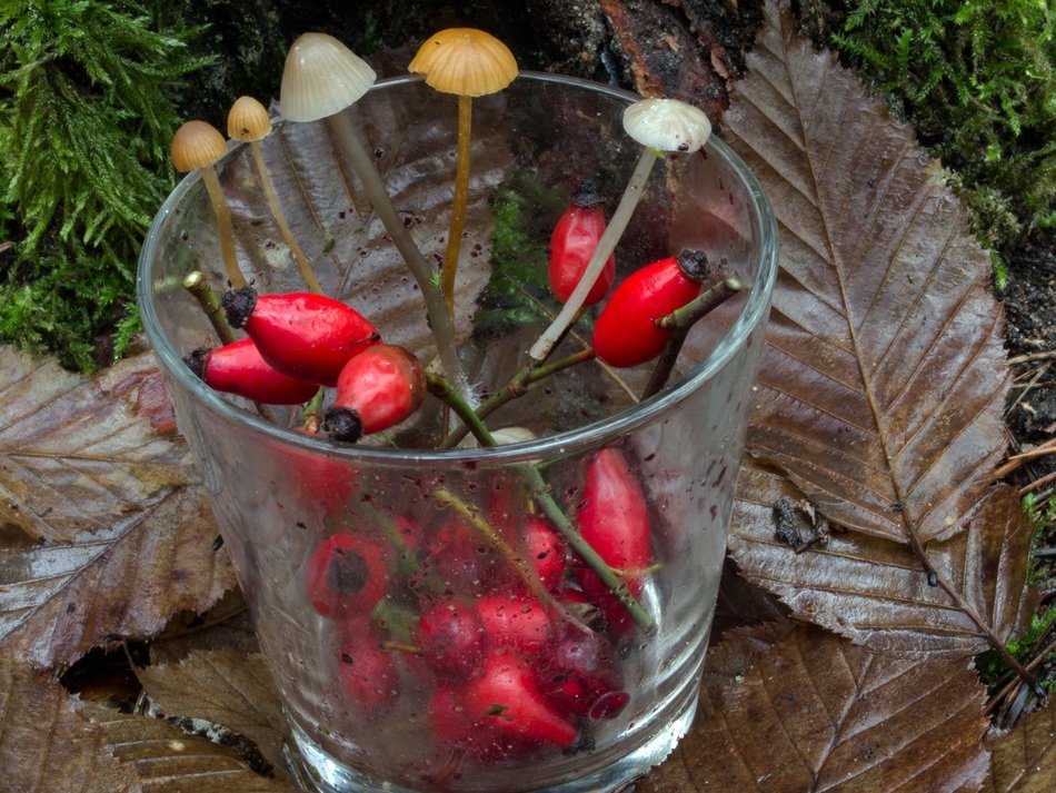 mushrooms and rosehips in a glass