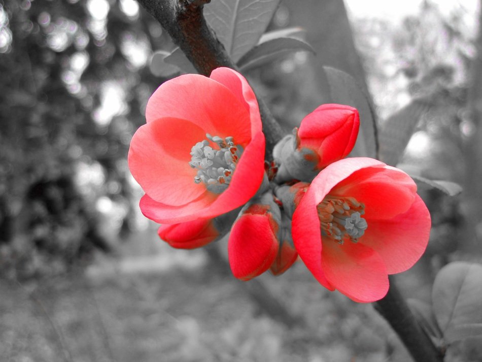 Grey photo of red flower