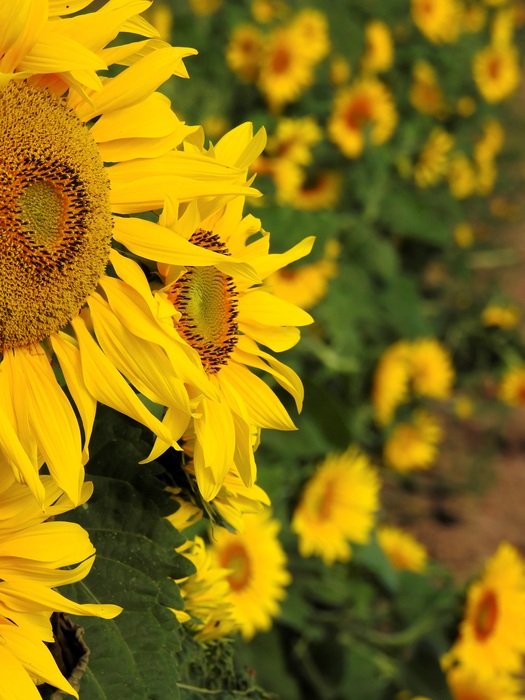 blossom of sunflower