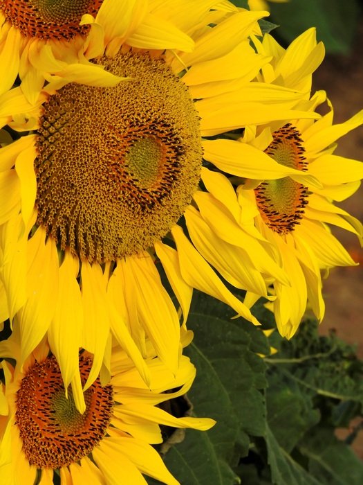 wallpaper with yellow sunflowers in summertime