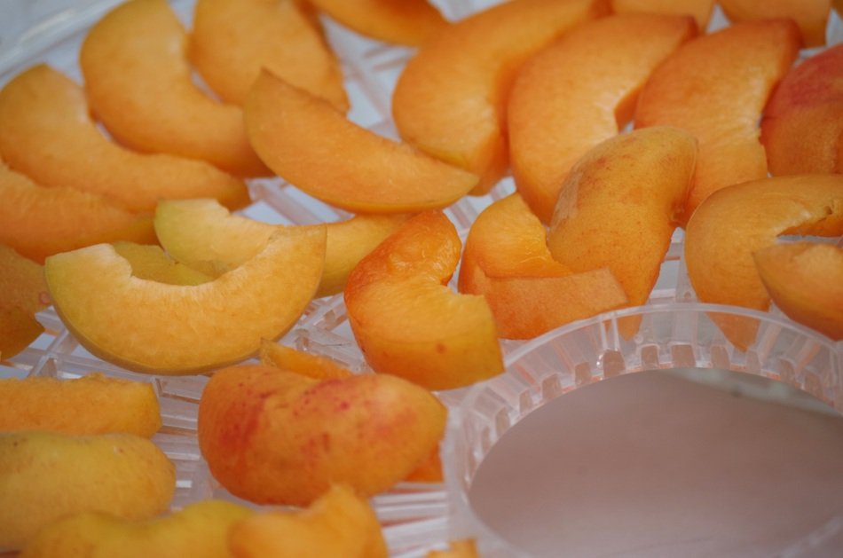 Sliced colorful apricots drying