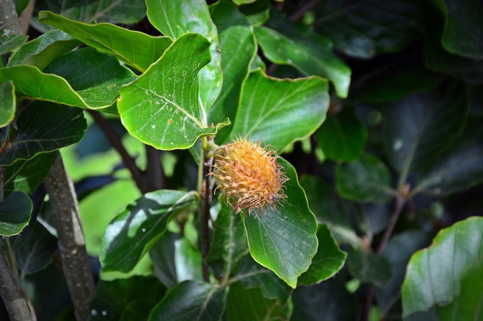 beech fruits on a branch with green leaves