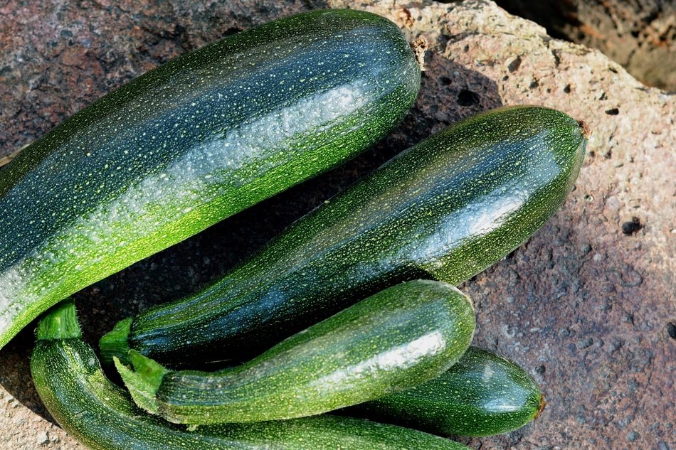 green zucchini in the sun
