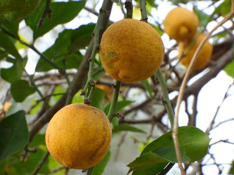 Organic Citrus Tree