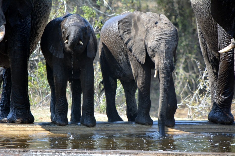 elephants stand near large elephants