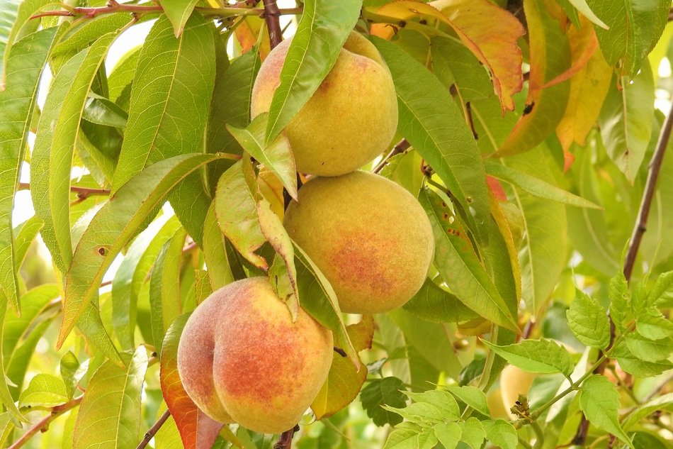 ripening peaches on the tree