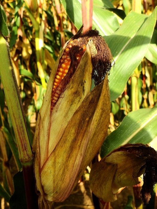 mature corn on the cob