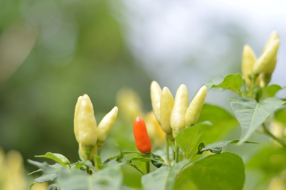 Chili papers on a tree