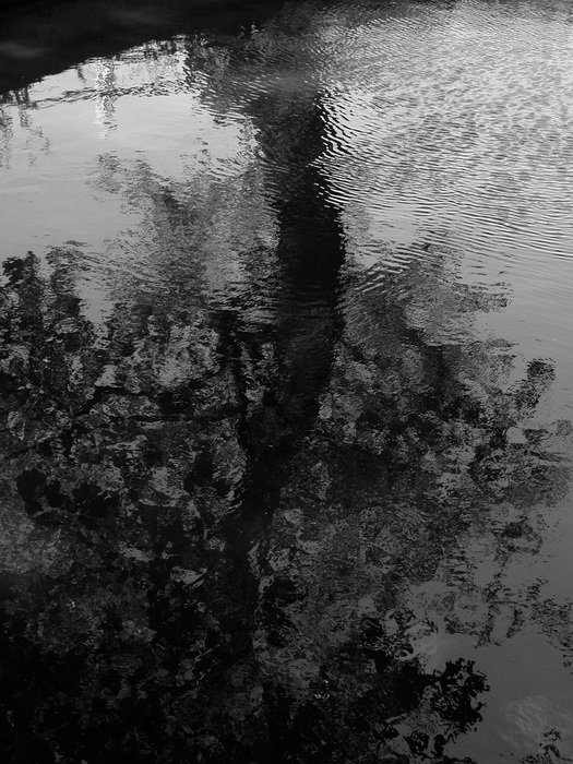 ebony reflection in a pond in the evening