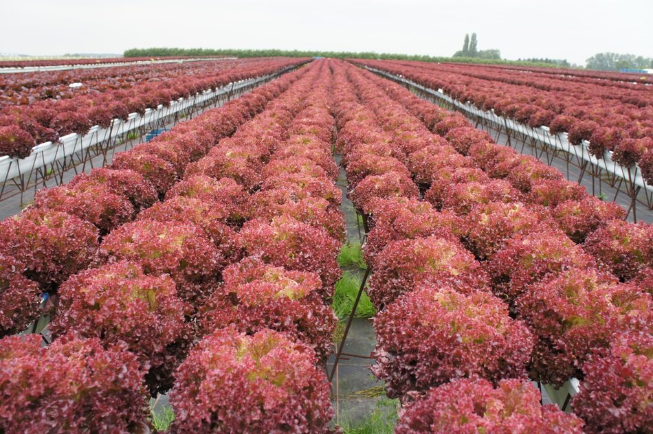 even rows of red Lettuce on the field