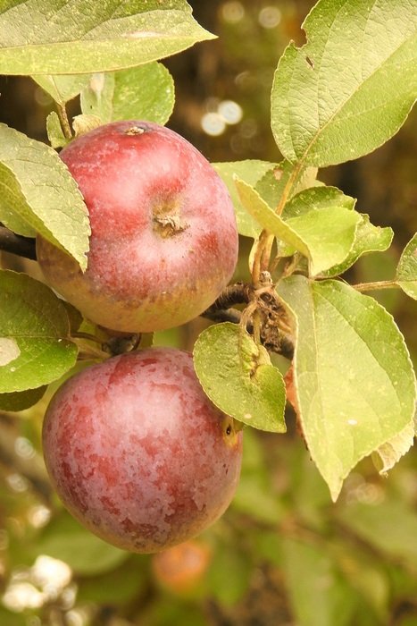 ready for harvesting apples on the tree