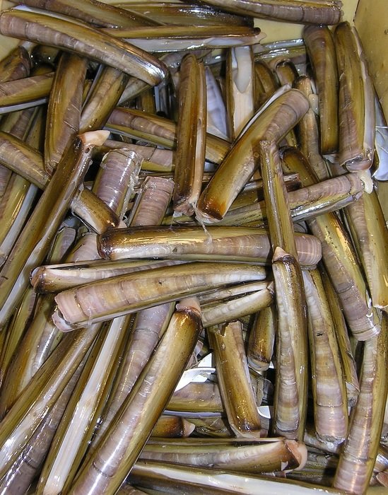 fish for cooking