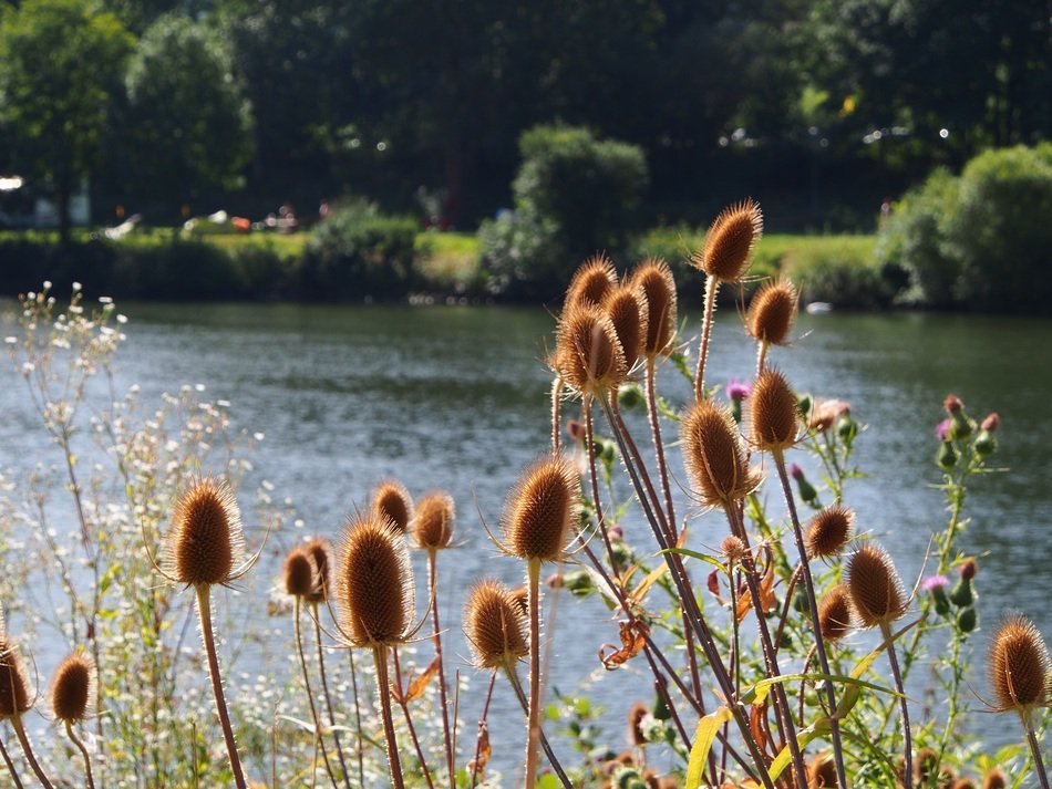 vegetation on the banks of the Neckar