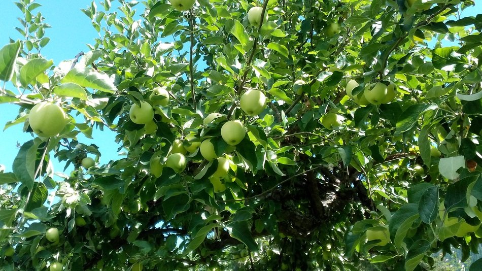 apples on a tree on a sunny day
