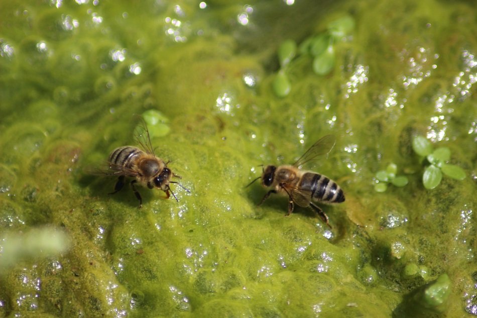 Two Bees on Water