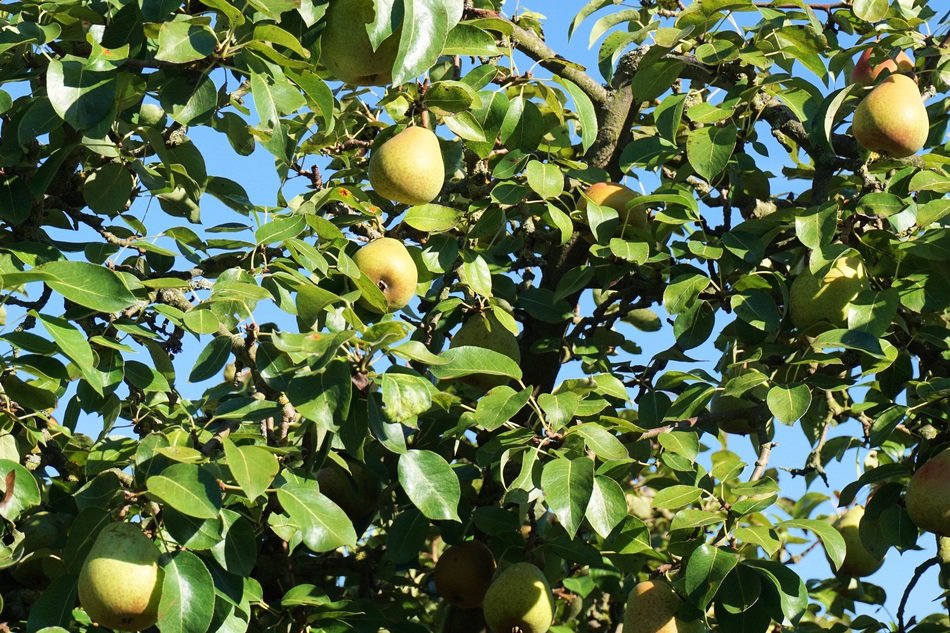 beautiful delicious Pear Tree