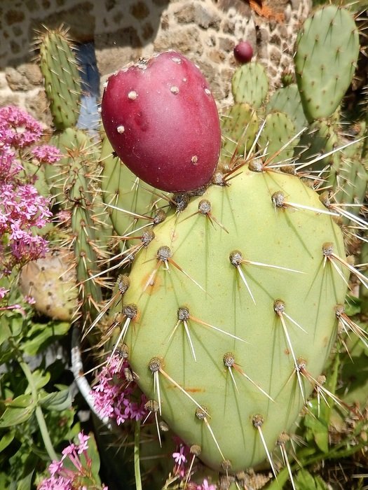 Cactus in Desert