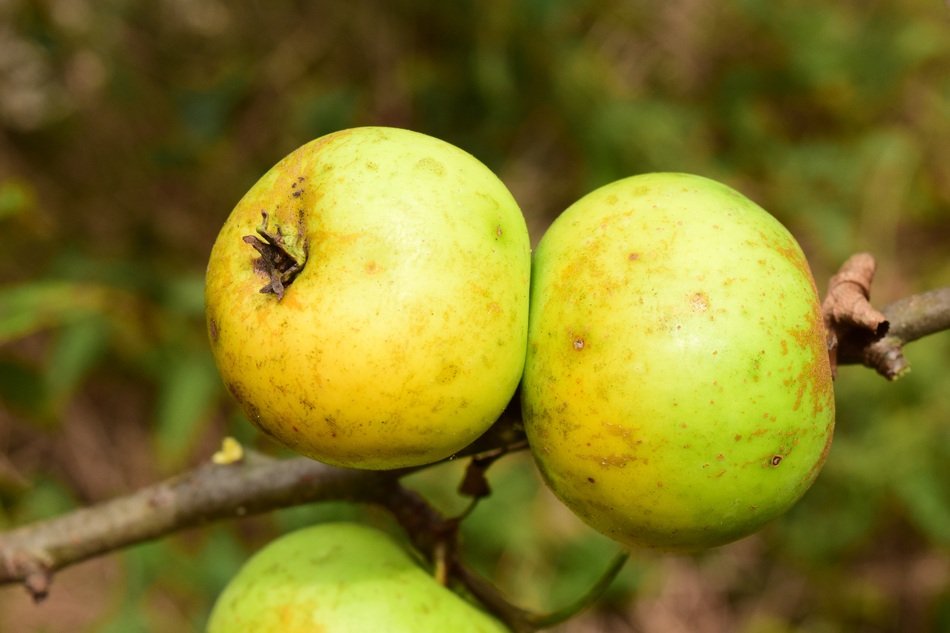 ripe apples on twig close up