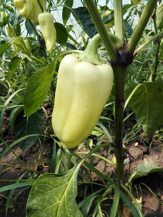 Ripening peppers grow in summer