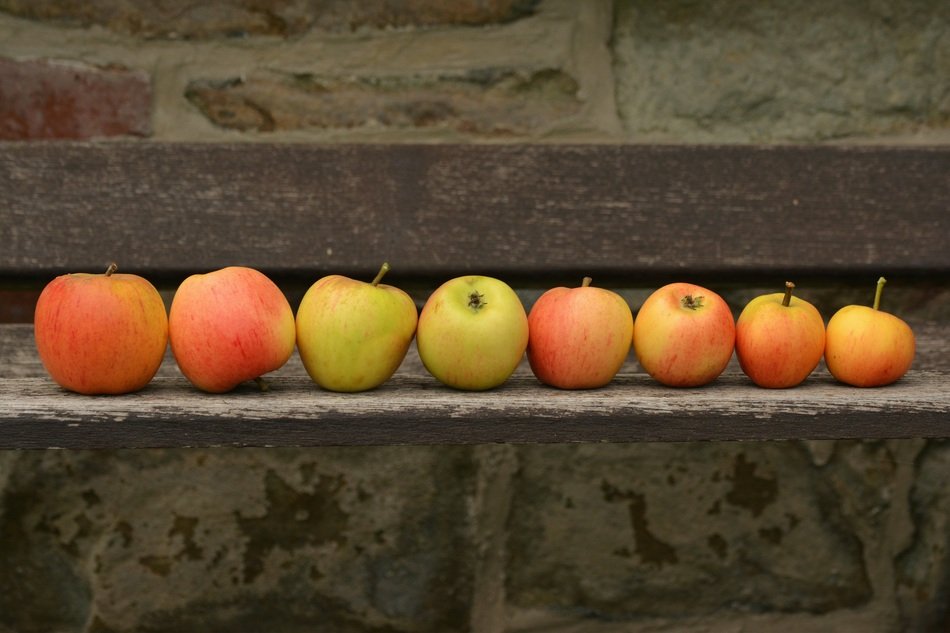 apples sorted by size