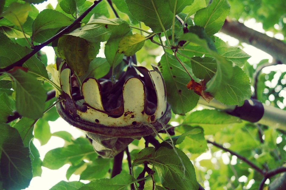 fruit tree with harvest