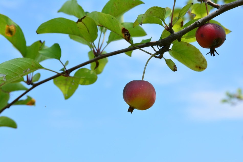 Flower Apples