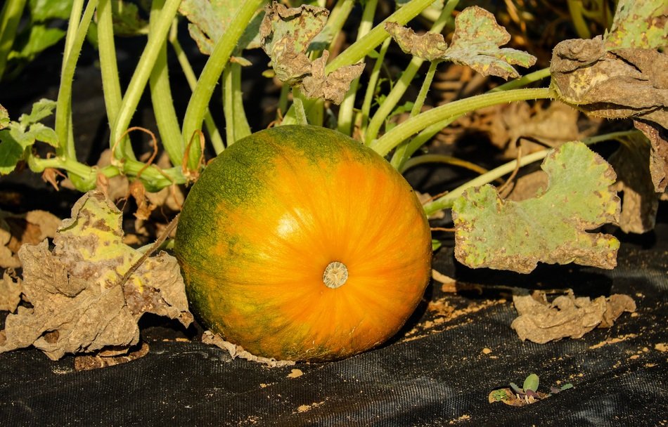 green Pumpkin Vegetables