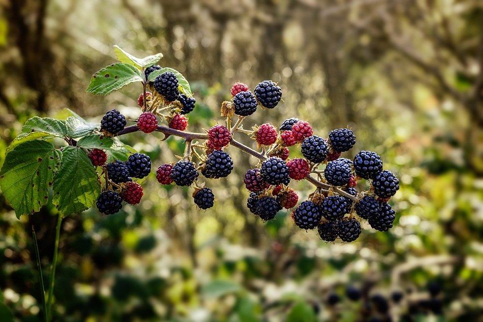 picture of the natural blackberries