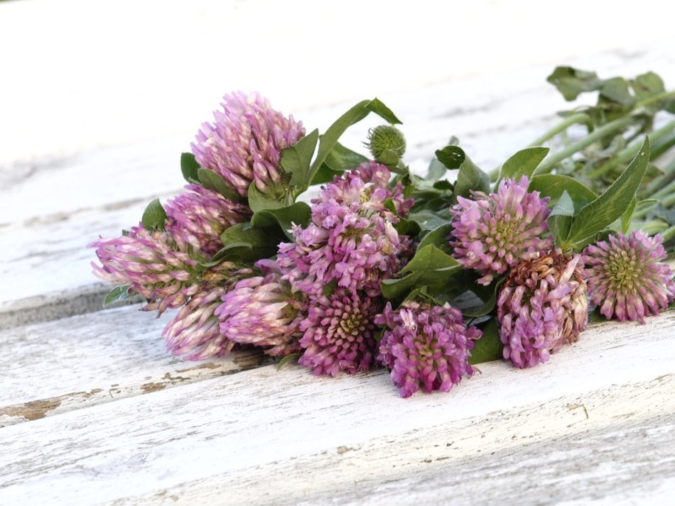 red clover bouquet