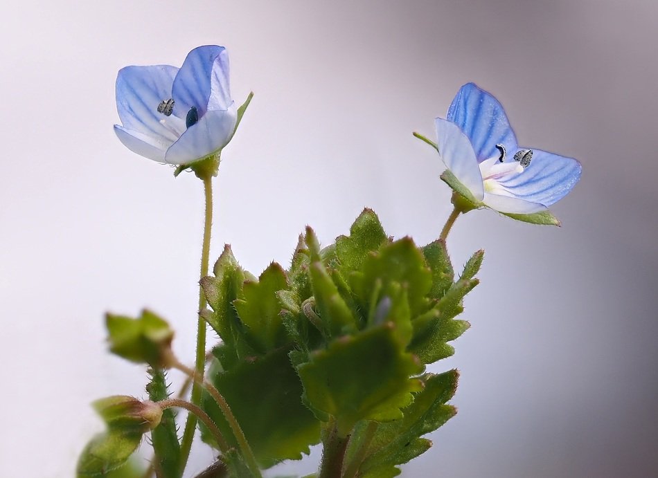 wild veronica officinalis