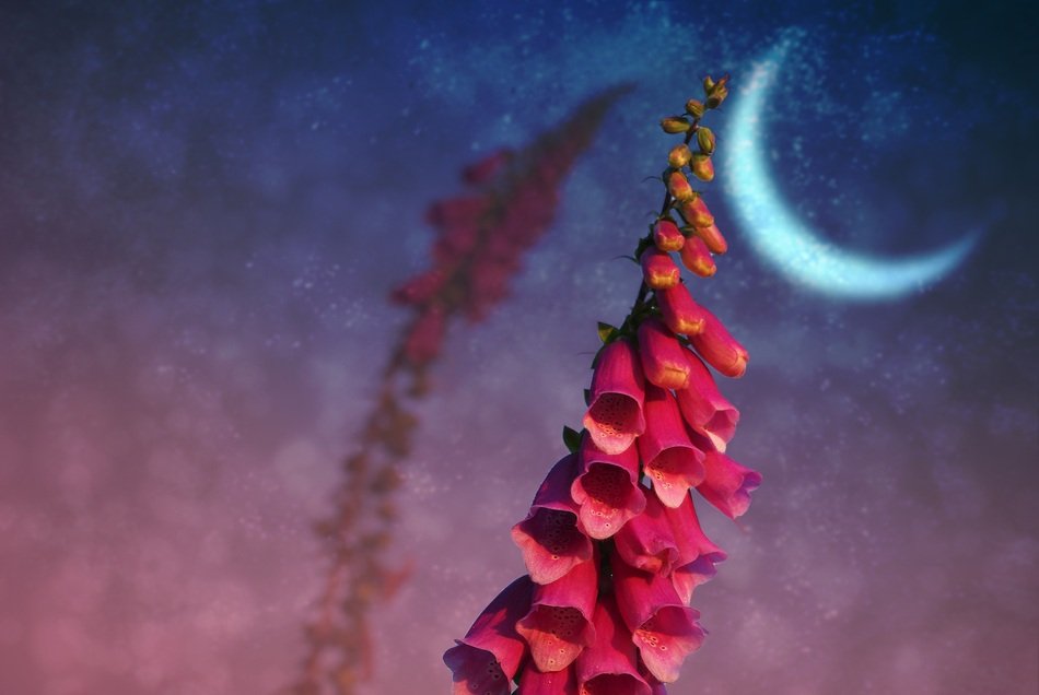 red flower on the background of the moon