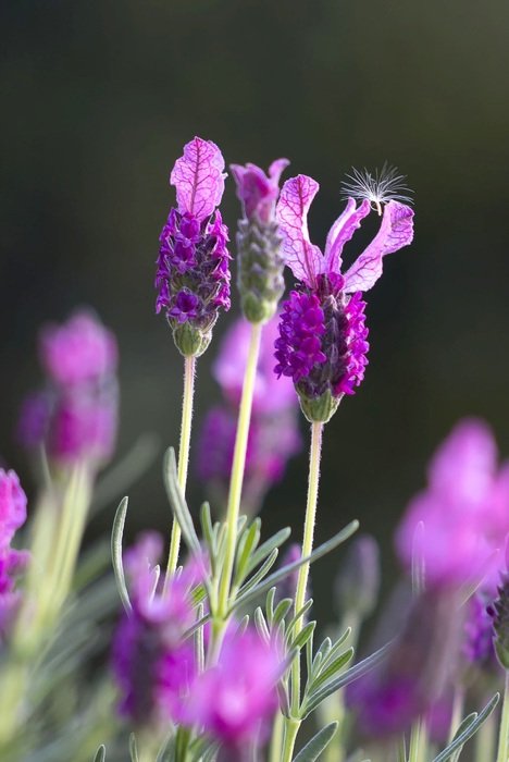 lavender field in farmland