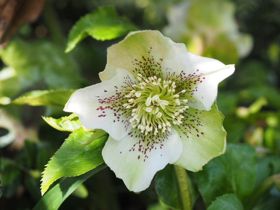 toxic christmas rose