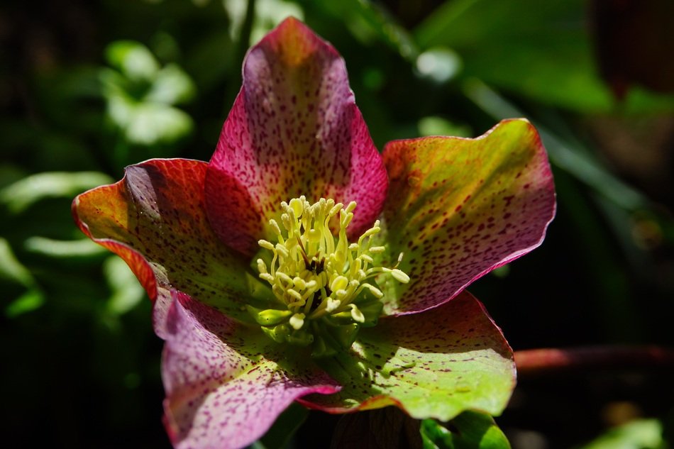 Christmas rose is a hellebore