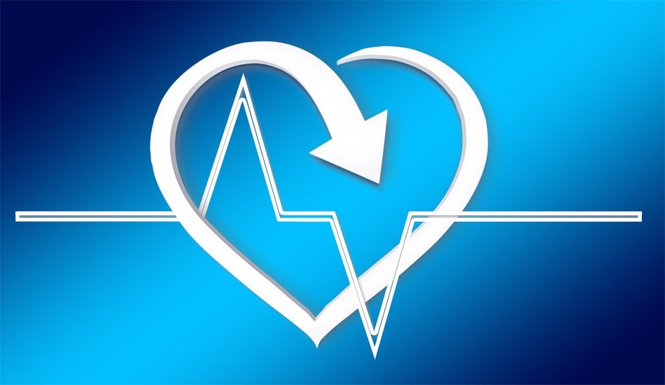 model of a healthy heart
