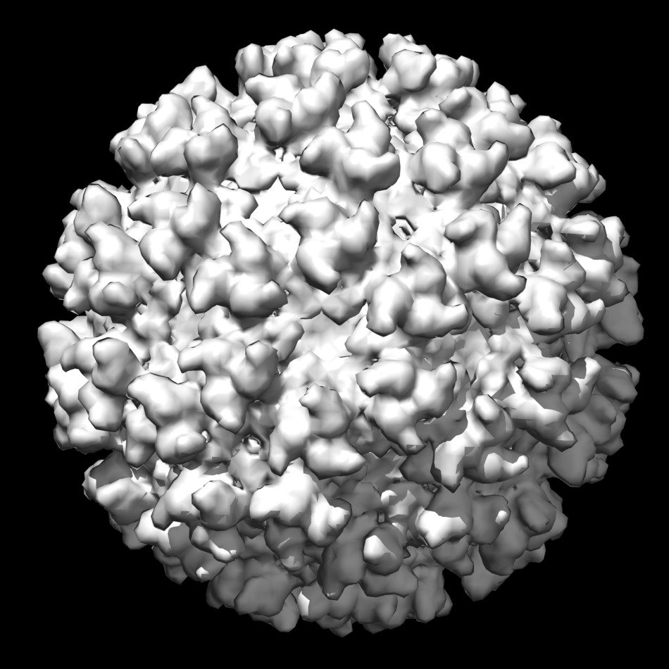 close-up virus