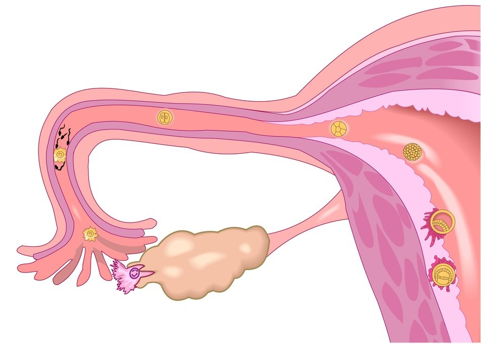 insemination pattern