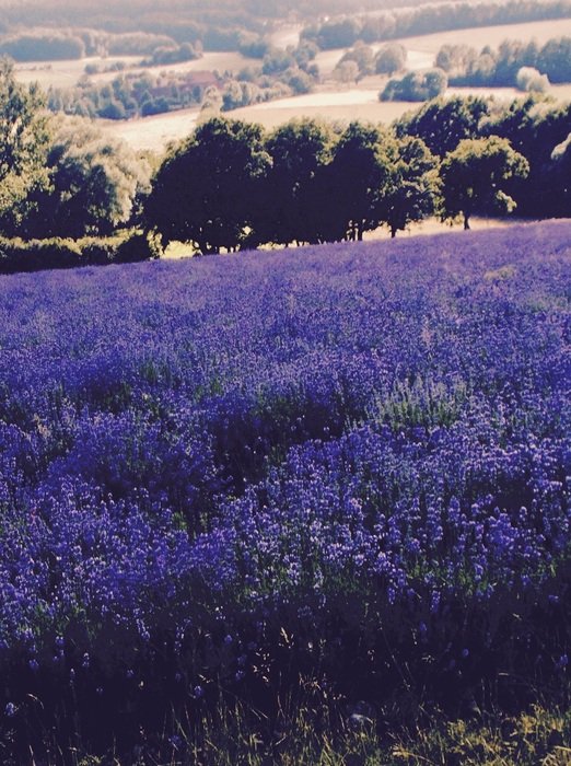 Picture of the Lavender Field
