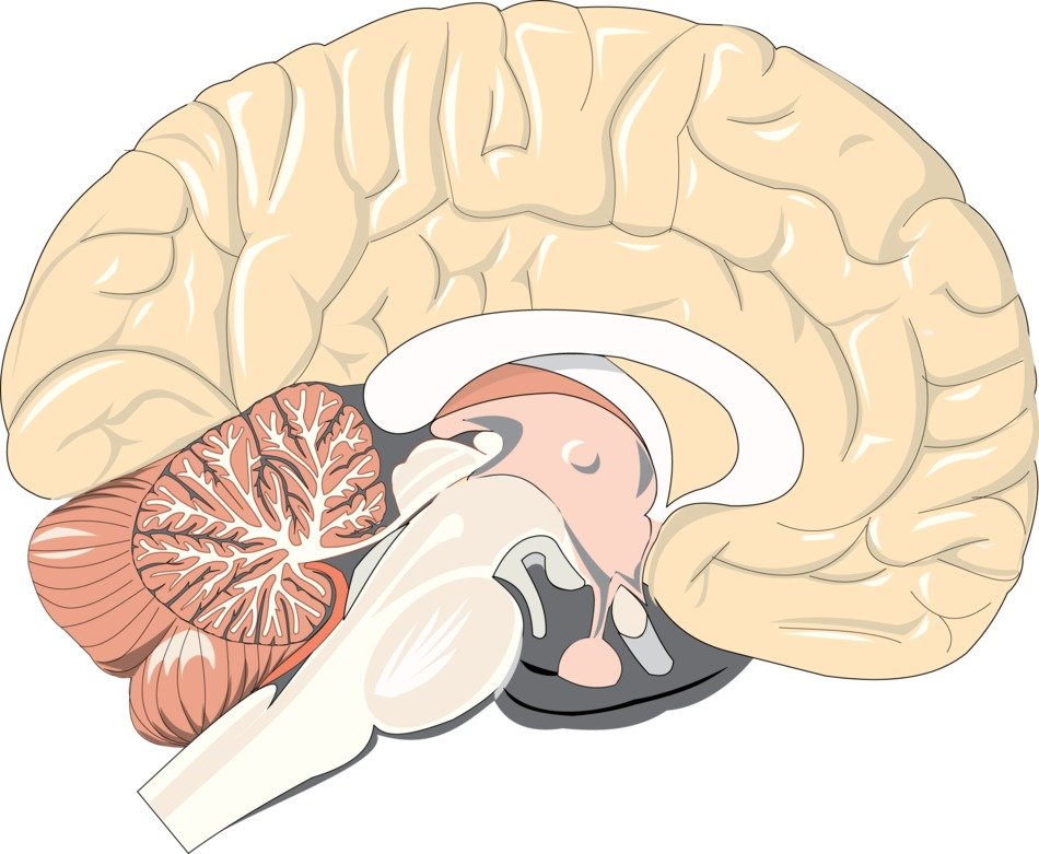İllustration of Anatomy of the brain