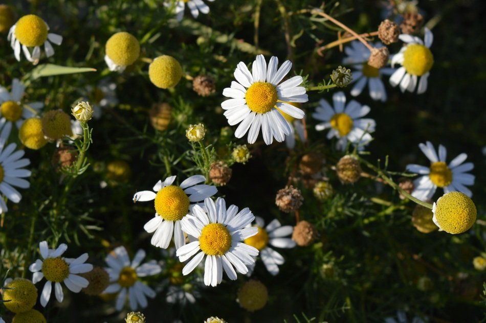 medicinal chamomile in the sunlight