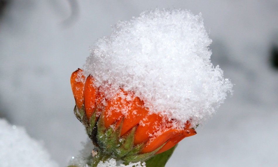 marigold in snow