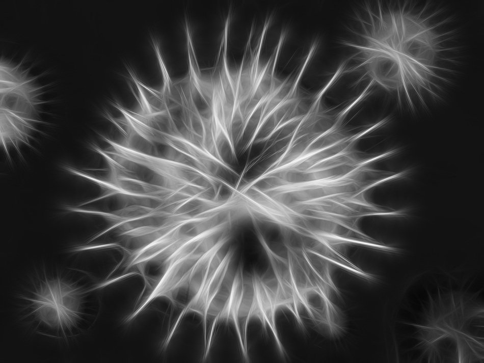 bacteria in microscope