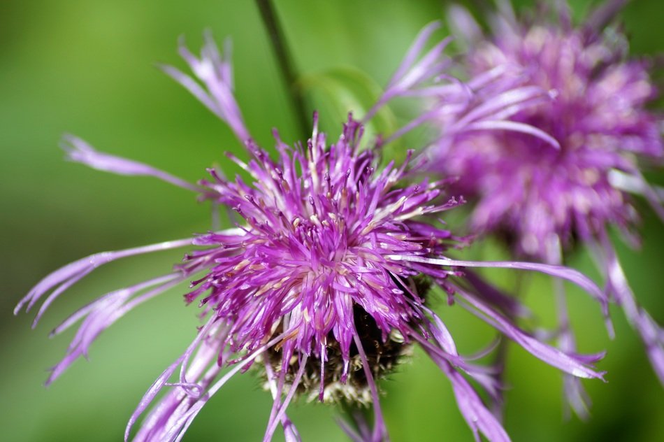 closeup medicinal plant
