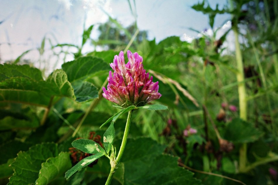 Closeup photo of Pink Red Clover