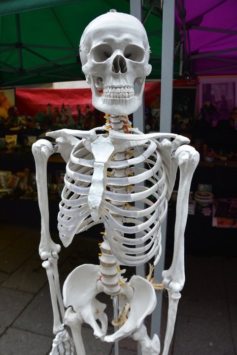 Picture of Skeleton free image