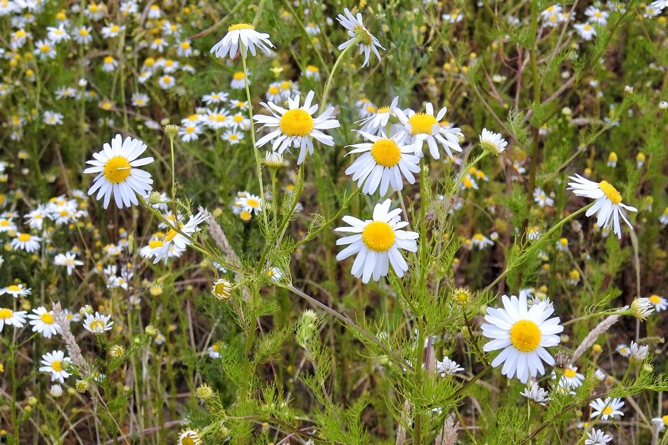 field with not large chamomile