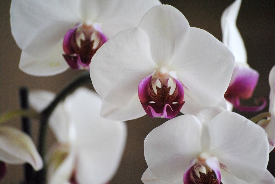 photo of orchids with purple mid