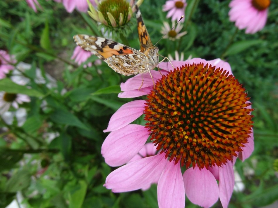 medical echinacea flower